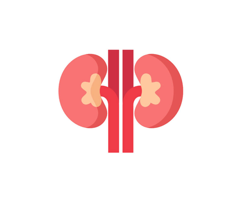 kidney